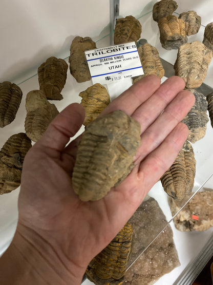 Trilobites