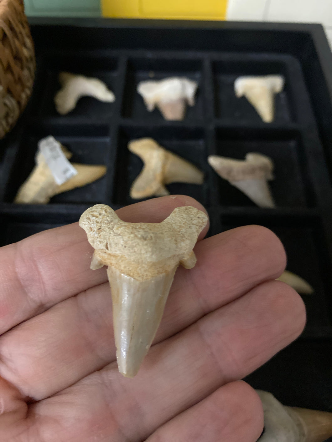 Megladon Fossil Shark Tooth