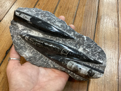 Orthoceras